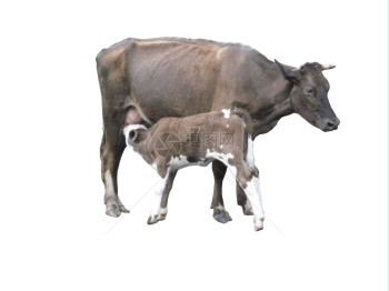 哺乳动物白背上有小牛的灰乳制品色的图片