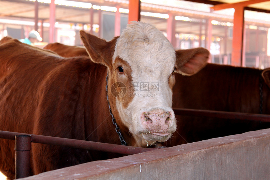 种族锦标赛冷静的棕色白在头部模immentorer奶牛稳定图片