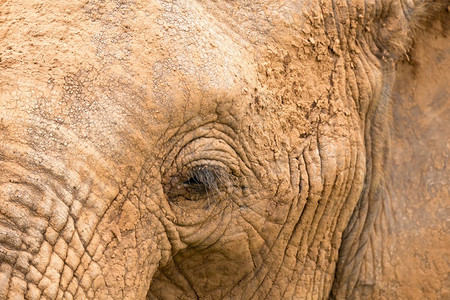 眼睛细节强的大象脸部特写图片