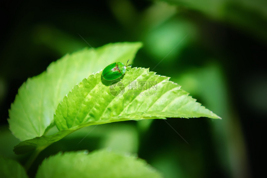 环境小绿叶甲虫卡西达维里迪斯坐在黑暗背景的一片叶子上小绿蜜蜂在树叶上质地贝壳图片