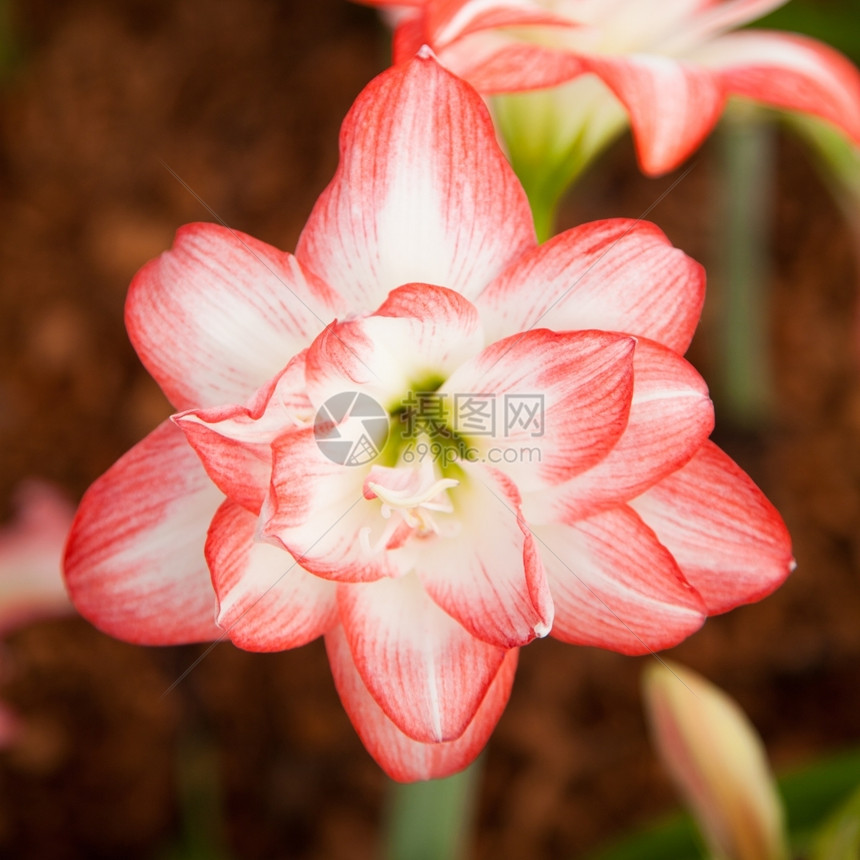一束在寒冷的气候下栽种花粉朵是红白的一束种盛开颜色图片