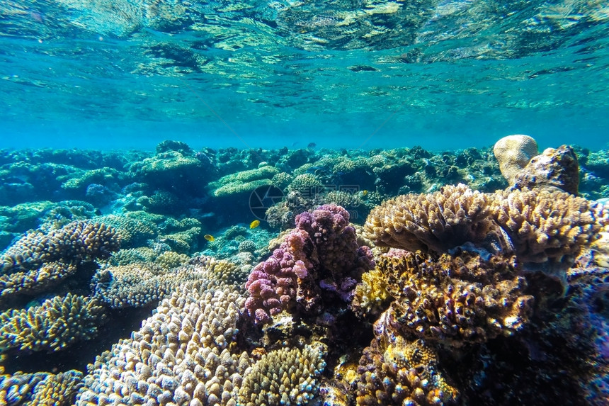 热带海洋盐水红珊瑚礁有硬鱼类和阳光明媚的天空通过清洁水照光下照片图片