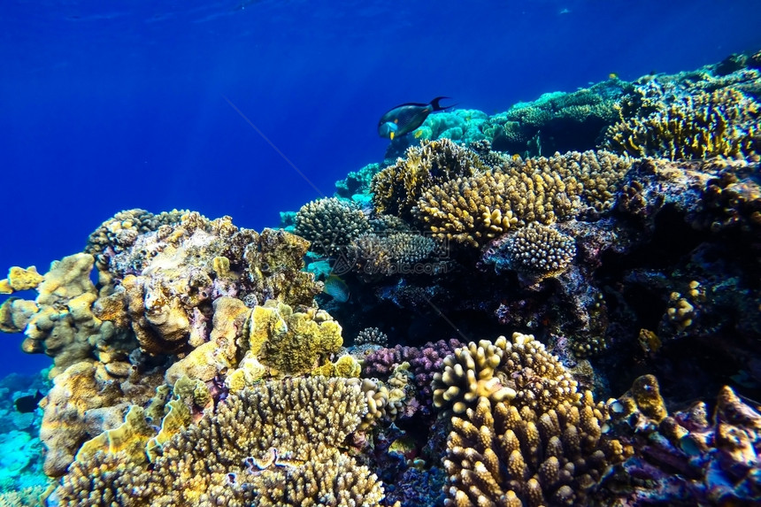 热带干净的水族馆红海珊瑚礁有硬鱼类和阳光明媚的天空通过清洁水照光下照片图片