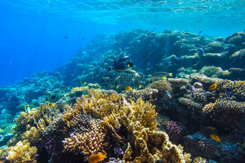 水肺海景红珊瑚礁有硬鱼类和阳光明媚的天空通过清洁水照光下照片野生动物图片