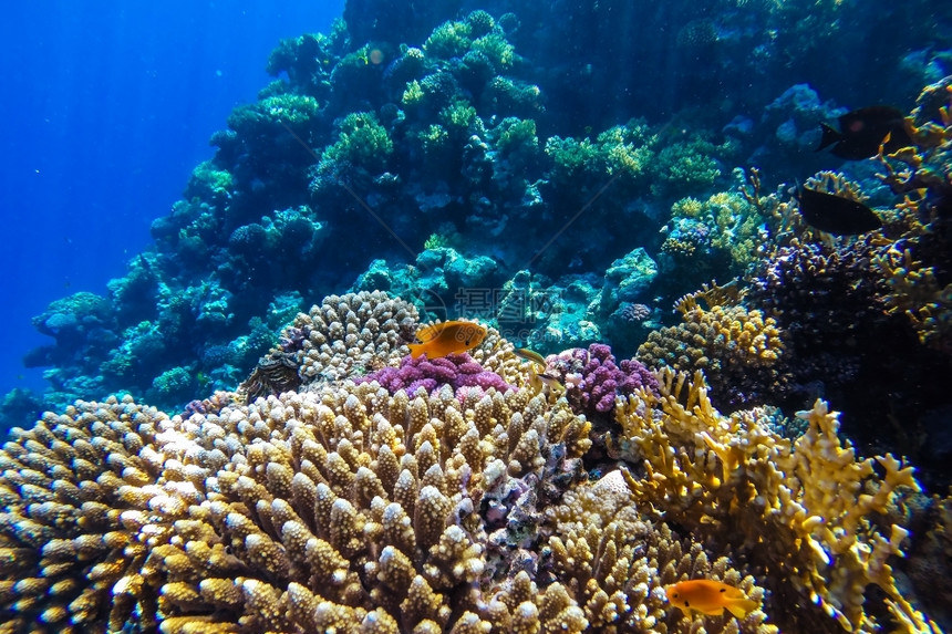 自然红海珊瑚礁有硬鱼类和阳光明媚的天空通过清洁水照光下照片潜蓝色的图片