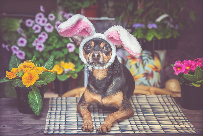动物玩笑可爱的复活节和春天主题穿复活节兔子服装的狗戴着帽子和围巾四周都是鲜花图片
