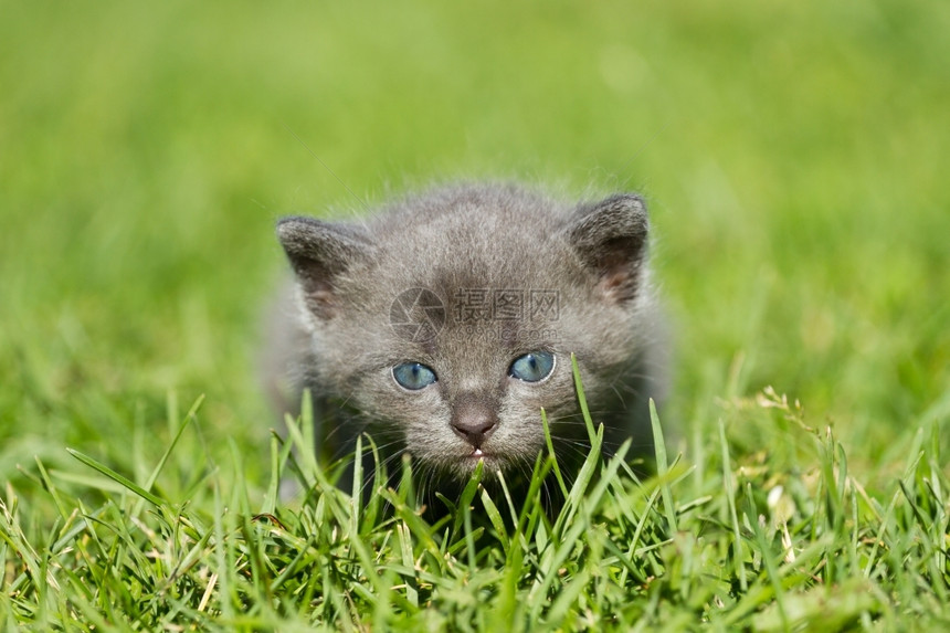 绿草上的小猫图片