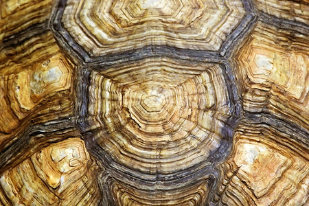 甲壳绿色慢的海龟木头作为背景或纹理图片