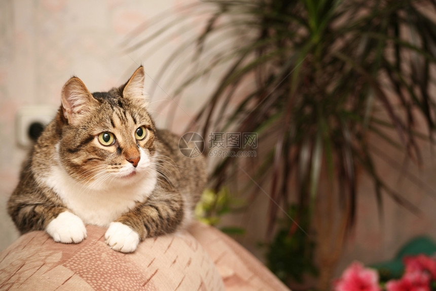 单身的高级宠物猫12Yo在水族馆由金鱼监督图片