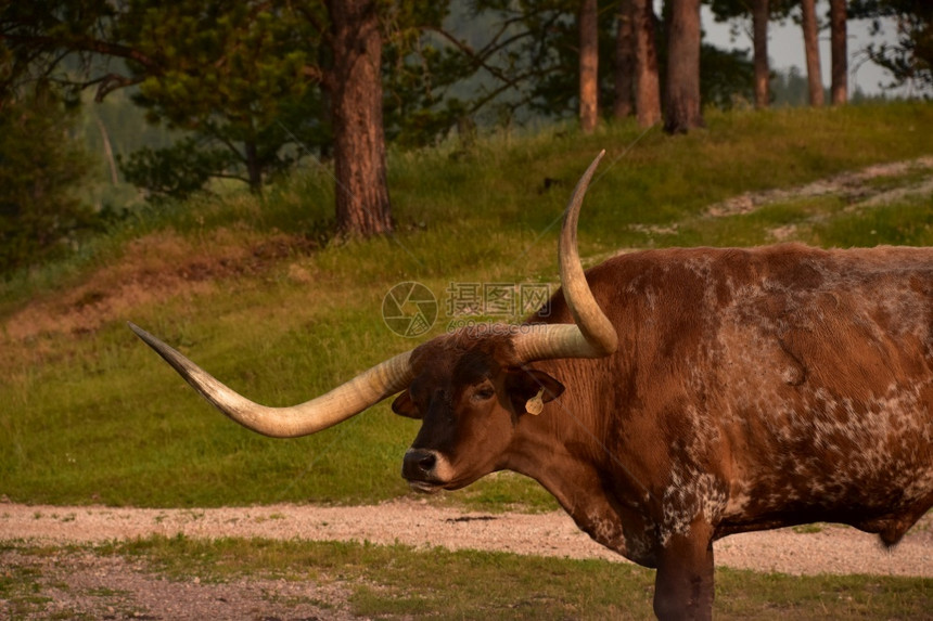 公牛大棕色长角上的弯在清晨方向盘上飞翔偏僻的草图片
