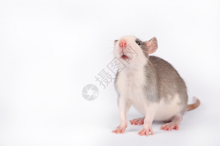 实验室鼻子有趣的年轻老鼠被白色啮齿动物宠隔离嗅图片