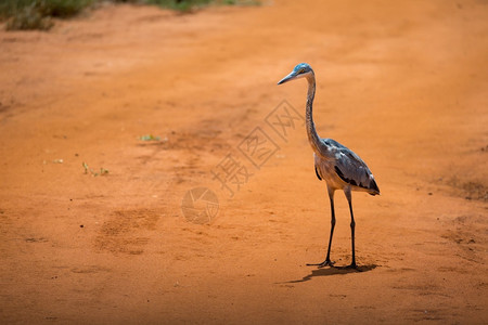 象征一只鹤站在大草原的红土上一只鹤站在大草原的红土上非洲人图片