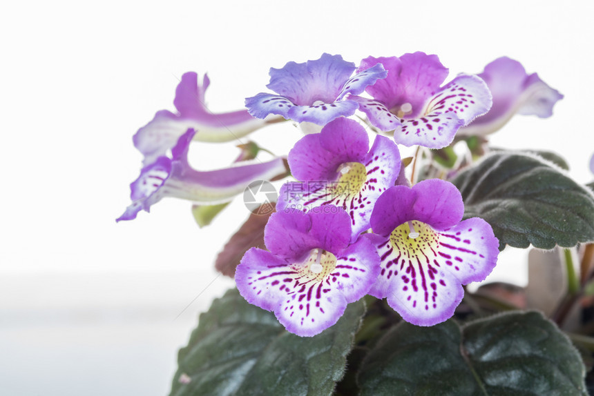 迷你香花盆朵锅图片