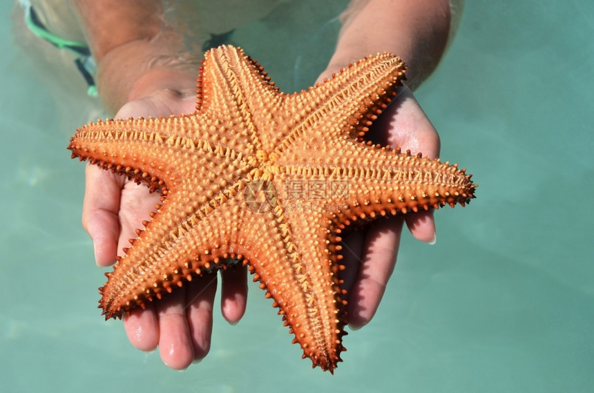 加勒比海星鱼掌握在手中海滩贝壳美丽图片