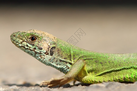 美丽的绿色蜥蜴肖像Lacertaviridis爬虫类学细节规模高清图片素材