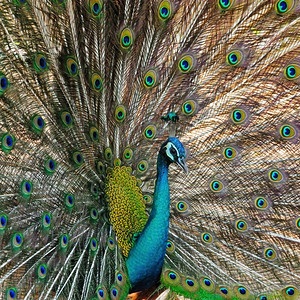 美丽绿色的青皮禽公雄尾巴色彩多完全开放野生动物优雅的羽毛图片