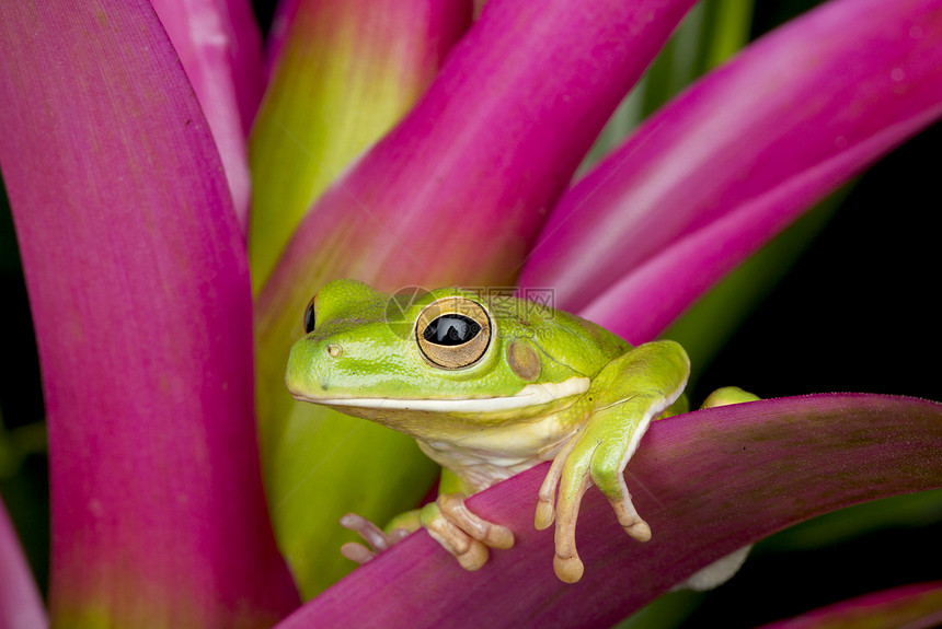 热带呲牙咧嘴巨大的粉红色布罗米拉德上的巨树青蛙图片