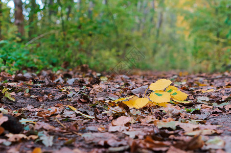 秋天的树叶背景树上黄叶秋天背景公园干燥户外图片
