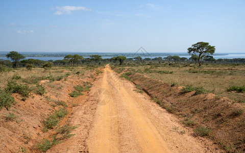 穿过乌干达MurchisonFalls公园的泥土路旅行公平的目地图片