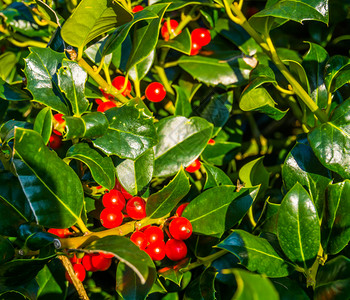 成熟的英语春时常见霍利红莓熟自然背景常见的图片