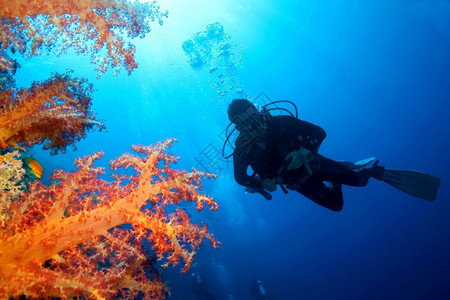 生物学临海珊瑚礁水下景观斯库巴地壳珊瑚礁红海埃及非洲红色的背景图片