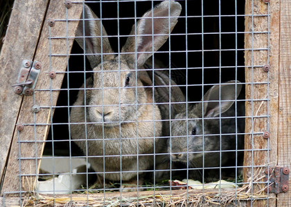 国内的可爱笼子成年兔和小中灰在家庭农场里养大的白兔草食动物图片