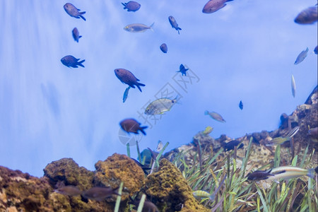 丰富多彩的蓝色海洋鱼在水底生物中观测到海鱼图片