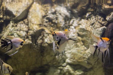 丰富多彩的深海鱼在水底生物中观测到海鱼水族馆背景图片