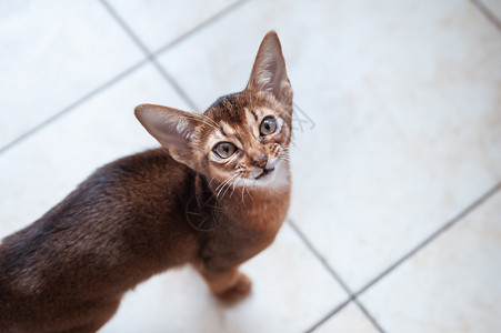 猫咪饥饿的美丽Abyssinian小猫看着想玩或吃饭有文字空间家图片