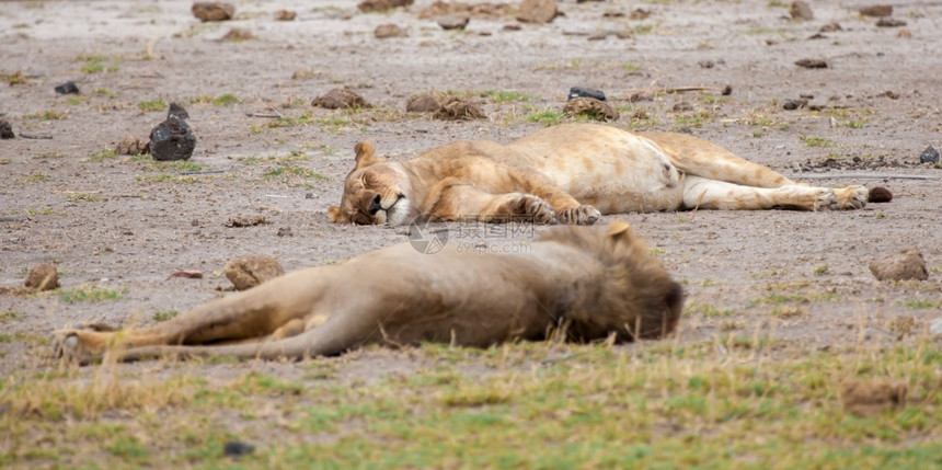 睡眠王预订一对狮子正在睡觉肯尼亚的狩猎中图片