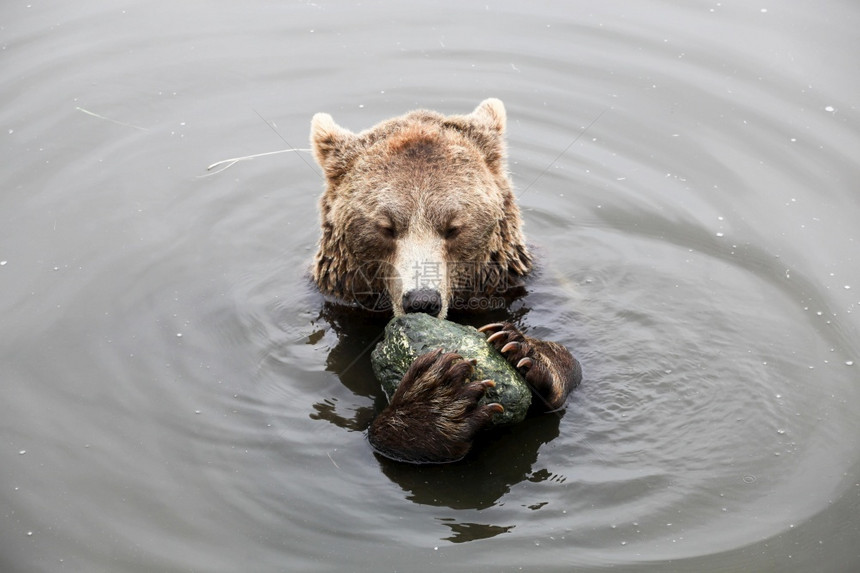 有趣的危险丹麦棕熊用石头在水中玩耍图片