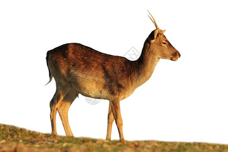 在白背景上被孤立的年轻落地鹿自然草食动物有角的图片