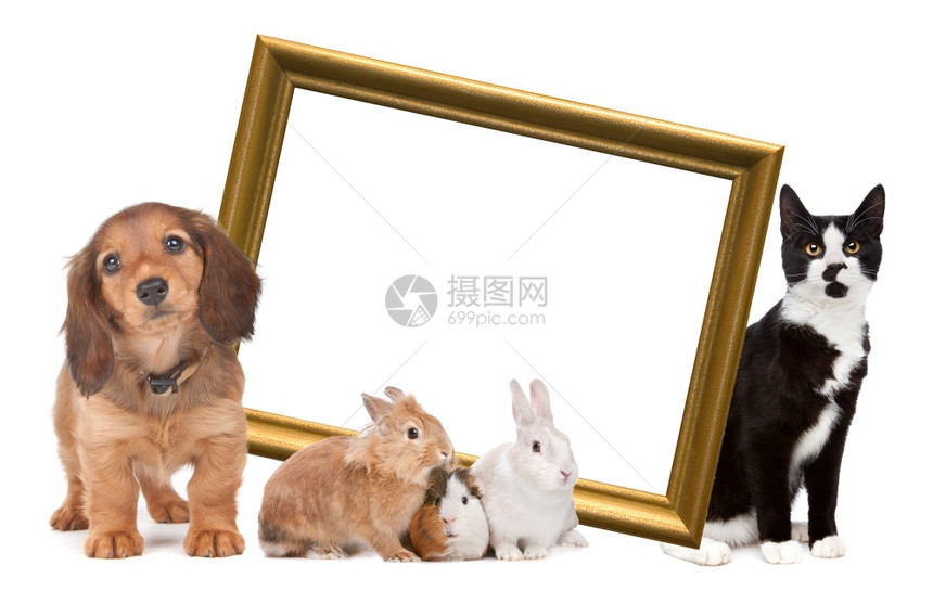 一群宠物站在金色的画框周围在白色背景前站立一种复古的金图片