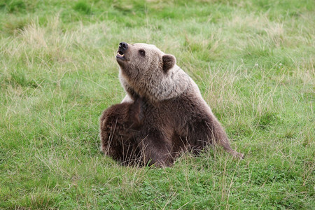 野生动物丹麦棕熊在大自然中可爱的小熊座高清图片素材