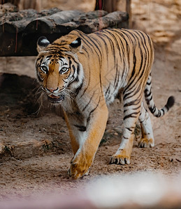 凶猛的老虎哺乳动物高清图片素材