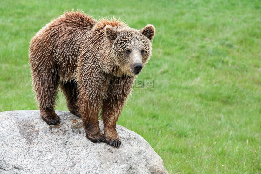 毛茸的力量棕熊在岩石上灰图片