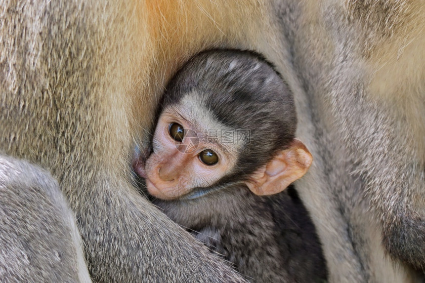 耳朵自然保护的哺乳婴儿黑长尾猴Cercopithecusaethiops克鲁格公园南非图片