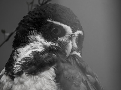 美国墨西哥猫头鹰在美洲的热带鸟类中黑白两色上紧地面对着捕食者黑色的高清图片素材