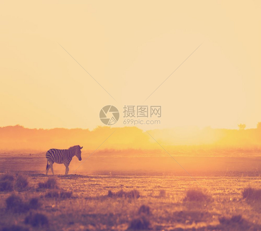 预订轮廓萨凡纳非洲日落风景在博茨瓦纳的灰尘中带有圆光斑马非洲则具有逆向Instagram风格过滤效应图片