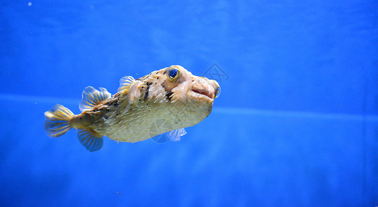 海底粉红鱼浮游在水量表层下的海猪鱼野生动物图片