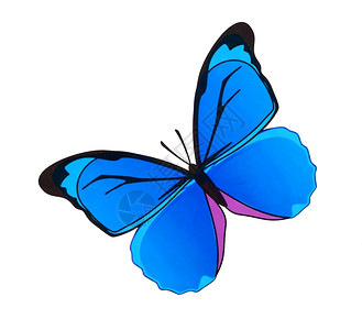 横幅白色背景的油漆水彩色蝴蝶生活优雅背景图片