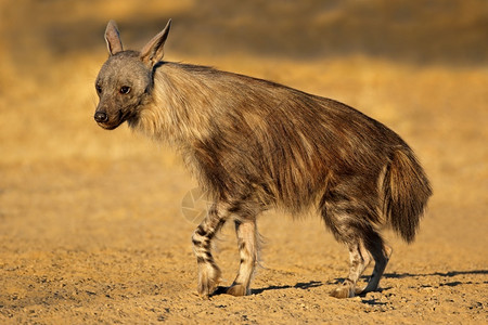 自然保护猎人南非卡拉哈里沙漠的棕色土狼Hyaenabrunnea图片