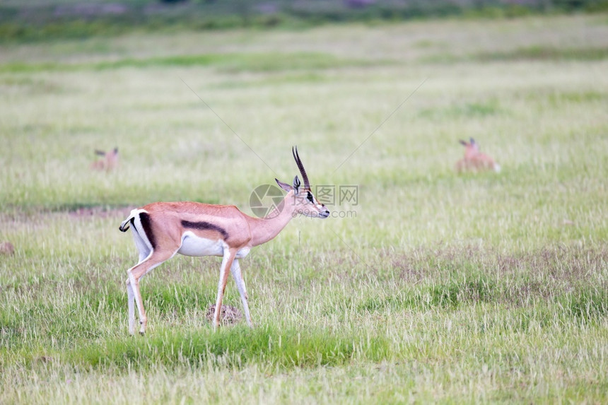 瞪羚在大草原的上吃瞪羚在大原的上吃食动物哺乳图片