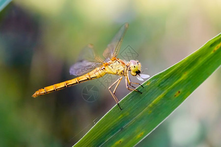 野生昆虫蜻蜓背景图片