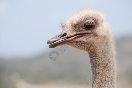 野生动物摄影Ostrich及其嘴唇在阿鲁巴部分参与不会飞的鸟他图片