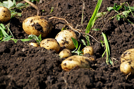 种类秋天土豆收成生长在新改变的大地上农场图片