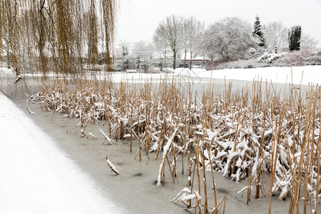 植物冬季池塘水上的雪和冰霜树木图片