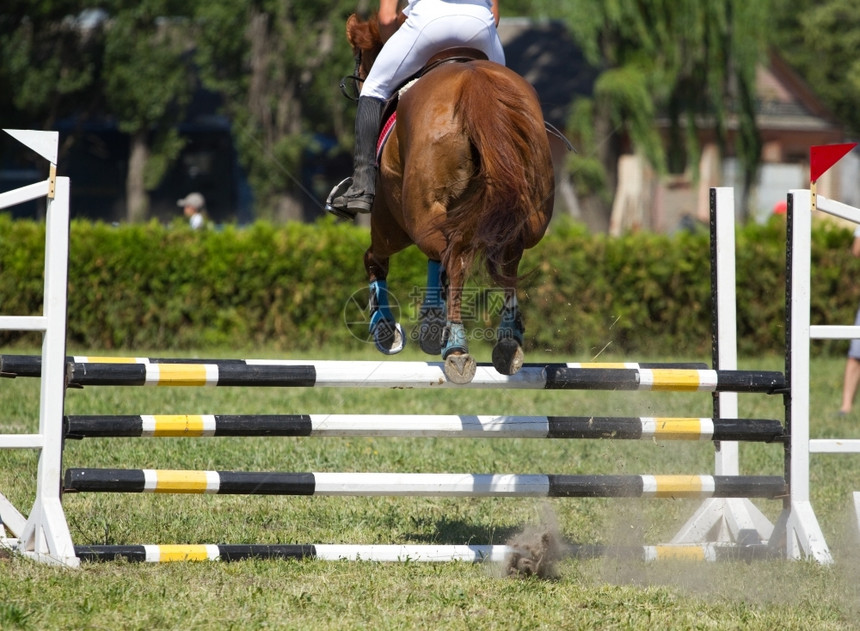 活动一种马匹在竞争中遇到障碍成功图片