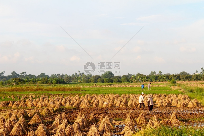 2013年6月日越南农民在海东挖掘稻田6月日农业玉石粮食图片