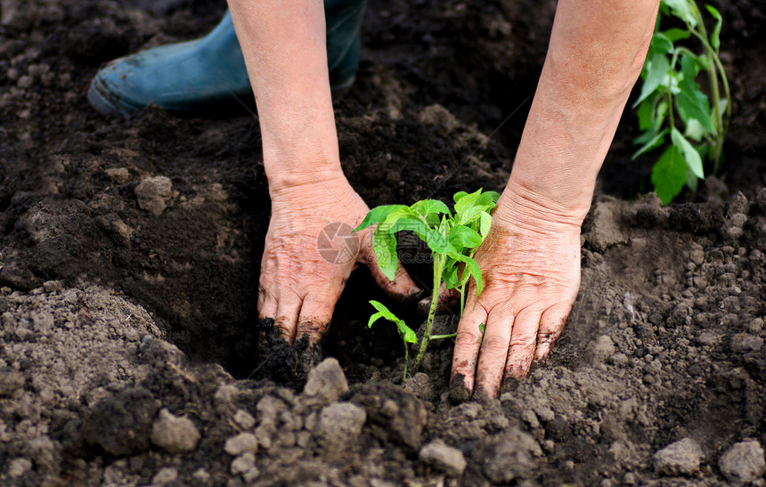 黑暗的春天种西红柿一位老妇人的手特写女人在洞里种植番茄苗女人在洞里种植番茄苗工作一种图片